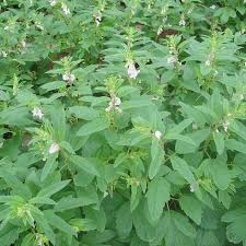 But does anyone know what sesame seeds really area and where they come from? How To Grow And Care For Sesame Plants