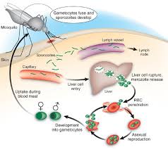 Setelah gigitan nyamuk tersebut, parasit masuk ke dalam tubuh dan menempati organ hati, di mana parasit dapat tumbuh dan berkembang biak. Malaria Parasites Up Close Nature Medicine