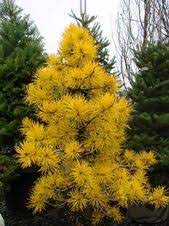 Https Www Google Com Au Blank Html Evergreen Landscape Evergreen Garden Conifers Garden