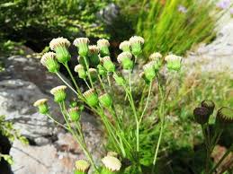 Image result for Conostomium natalense