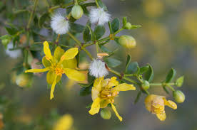 Look at the list of plants we recommend that work well in the phoenix area. Larrea Tridentata Wikipedia