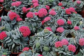 Check spelling or type a new query. Succulents Crassula Nature S Wonders