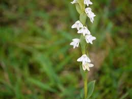 Image result for Habenaria dregeana