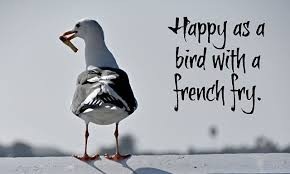 November Bird Of The Month Happy November 1st My Birthday Month I M As Happy As A Bird With A French Fry Linnaeamallette Pittopeach Seag French Fries Happy November Birthday Month