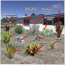 Hiking in the desert is a joy as each footstep reveals something new. Desert Plants Names And Pictures Guzman S Greenhouse