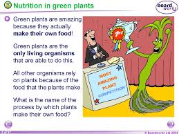 Plants, unlike most living things, produce their own food through a process called photosynthesis. Ks4 Plant Nutrition Plant Nutrition Online Presentation