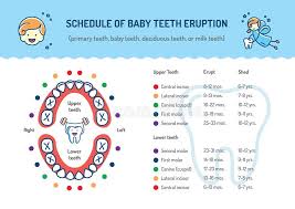 Teeth Eruption Chart Stock Illustrations 113 Teeth