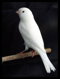 Karena ketika mengalami macet bunyi, seekor burung kenari. Jual Jual Burung Kenari Putih Bersih Bunyi Ngeriwik Garansi Jantan Di Lapak Neilinda Aisa Bukalapak