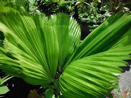 Image result for Licuala grandis