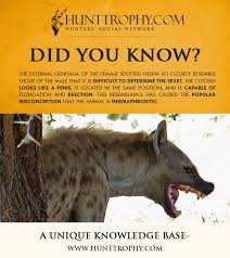 Listen to the audio pronunciation in the cambridge english dictionary. Hermaphroditic Hashtag On Twitter