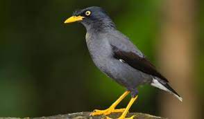 Download suara jalak kebo juara untuk isian. 200 Gambar Burung Jalak Kebo Hd Paling Keren Gambar Id