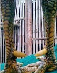 Kelebihannya yakni ketika dipukul lawan akan membalas dengan pukul keras serta pukulan saraf. Sisik Naga Temurun Istimewa Mematikan Lawan Sidomulyo Farm