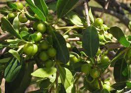 Image result for Smithia erubescens