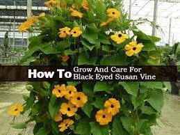Black Eyed Susan How To Care For Rudbeckia Hirta Black Eyed Susan Vine Black Eyed Susan Eye Black