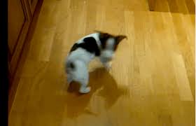 Gifs Of Dogs Chasing Their Tail 40 Animated Images The pursuit of casual sexual relations, especially a male's pursuit of a female. gifs of dogs chasing their tail 40