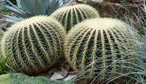 Carewhere not hardy, grow in a warm greenhouse. 25 Desert Plants With Pictures And Names