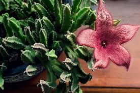 Stapelia Hirsuta Saiba Como Cuidar Curiosidades E Muito Mais