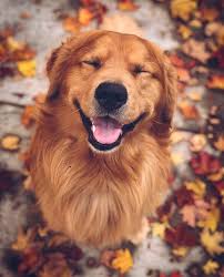 That S What Pure Joy Looks Like Dogs Golden Retriever Golden Retriever Retriever Puppy
