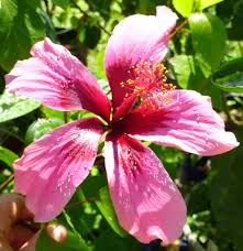 Image result for Hibiscus kirkii