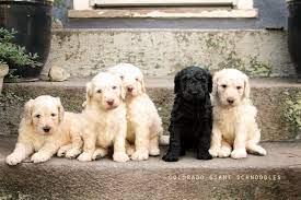Auggie the giant schnoodle puppy. Colorado Giant Schnoodles Home Facebook