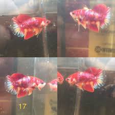 Betta Live Fish Male Koi Galaxy Bill Tr Seller Usa Betta Fish Ideas Of Betta Fish Bettafish Betta Live Fish Male Koi Gala Betta Fish Betta Fish For Sale
