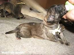 See more ideas about mastiff puppies, neopolitan mastiff, puppies. One To Three Day Old English Mastiff Newborn Puppies Whelping And Raising Puppies
