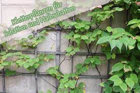Kletterpflanzen sind wie der name schon sagt, kletternde pflanzen. Kletterpflanzen Fur Schatten Und Halbschatten 10 Arten