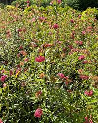 Image result for Samanea leptophylla