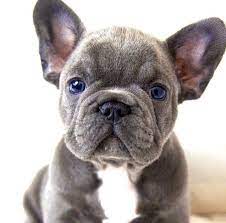 This typically consists of a spay/neuter, young puppy shots, a veterinarian examination, and needed grooming, nail clipping, etc. 170 We Love Our Bulldogs Ideas Bulldog Bulldog Puppies Cute Animals