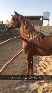 ملاحظه يا شباب يفضل عند عسف الخيل الجديد او الخواف ان يكون التدريب بعيد عن الاصوات والضجيج او يكون الجزء الرابع من عسف المهره البادية (تدريب آليوم لنشات تدريبية. Ø¹Ø³Ù ÙˆØªÙ‚Ù„Ø¨Ù… ÙˆØªØ¯Ø±ÙŠØ¨ Ø§Ù„Ø®ÙŠÙ„ ÙÙŠ Ù…Ù„ÙŠØ¬Ù‡