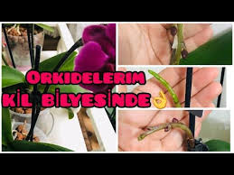 Yeni Aldigim Cicekli Orkideleri Dogal Gorunumlu Kil Bilyesine Diktim Sonuc Ebrunun Denizi Youtube 2020 Orkideler Kilim Dogal