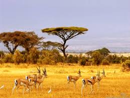 Overview The Savanna Has Very Nice Flat Plains The Soil Is Not Fertile Anymore Due To All The Nutrients Being Used Savannah Chat Plains Pictures Africa Art