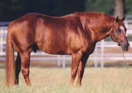 Peppys talk show *a work in progress*. Lil Ruf Peppy Is A Three Million Dollar Sire Quarter Horse News