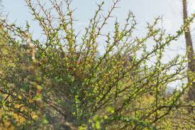 Image result for Exochaenium baumianum