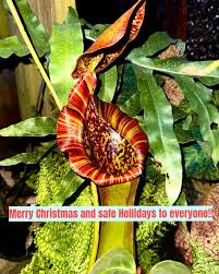 Image result for Eulophia angolensis