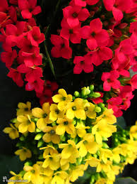 Image result for Kalanchoe blossfeldiana