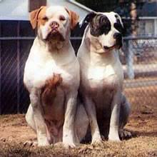 We are top blue bulldog breeders! Puppyfind American Bulldog Puppies For Sale