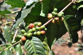 Coffea arabica kuva - valokuva 86001