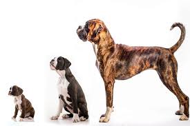 Adorable pup pets animals lancaster puppies cuddly puppies boxer puppies puppies for sale. When Do Boxers Stop Growing Boxer Dog Diaries