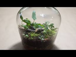 Make A Closed Tropical Terrarium How To Terrarium Ep 2 Youtube Bottle Terrarium Closed Terrarium Plants Terrarium Closed