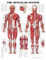 The Muscular System Flexible Lamination Muscular System