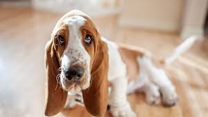 Image result for basset hound