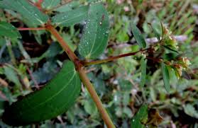 Image result for Euphorbia hyssopifolia