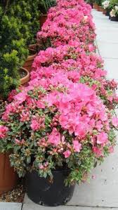 Azalea Japonica Silver Queen Flowering Trees And Shrubs Uk Azaleas Landscaping Azalea Shrub Azaleas Garden