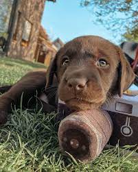 Maybe you would like to learn more about one of these? Cute Labrador Labrador Retriever Funny Golden Retriever Puppies Cutest Golden Retriever Photography Labrador Retriever Lab Puppies American Labrador Retriever
