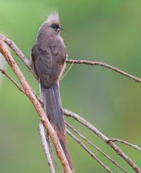 Birds Of South Africa Book Speckled Mousebird Kruger National Park National Parks Africa