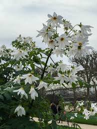 Les Beaux Dahlias Geants Du Jardin Des Plantes De Paris Plante Jardin Jardins Et Jardin De Plantes Grasses
