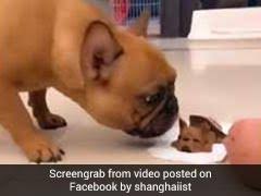 Funny Or Mean Internet Divided Over Dog Watching Puppy Cake Being Cut