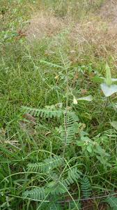 Image result for Sesbania goetzei