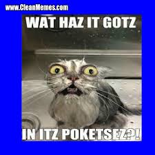 New grumpy cat memes clean memes funny memes super funny. Cat Memes Page 16 Clean Memes